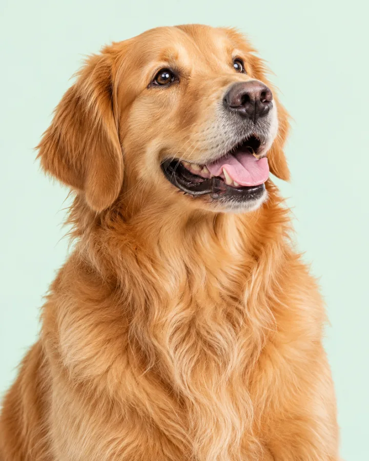 Cachorro em uma demonstração de aplicativo pet